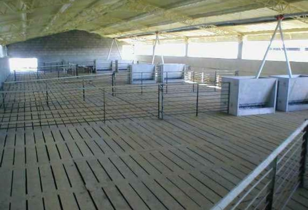 Slats para Chancheras